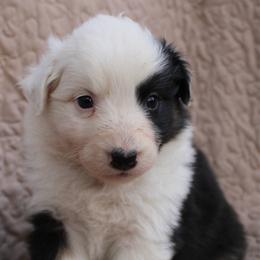 Pringles - Black tri-color female Australian Shepherd puppy in Laurel, Mississippi from Reeves Australian Shepherds