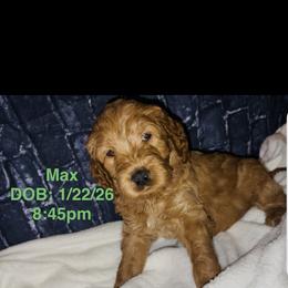 Goldendoodle Puppies from A&B Happybreeds