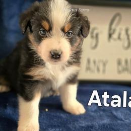 Atalanta - Black tri-color female Australian Shepherd puppy in Smithfield, Utah from Invictus Farms