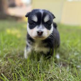 Guppy - Black and white female Pomsky puppy in Auburn, Washington from Periwinkle Pomskies