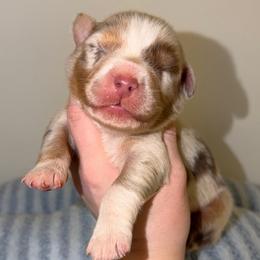 Everett - Red merle male Australian Shepherd puppy in Anniston, Alabama from All Hale Aussies