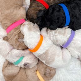 Poodle Puppies from Woofadoodles