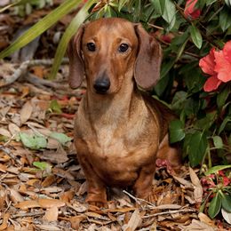 Dachshunds from Von Raab Dachshunds