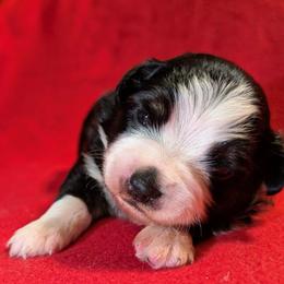 Cobain - Black tri male Toy Australian Shepherd puppy in Shepherd, Texas from GAMALA Farm & Kennels