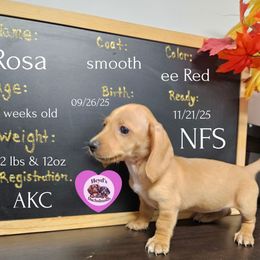 Ariel - Red female Dachshund puppy in Hoquiam, Washington from Heyd's Mini Dachshunds