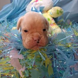 Boy 7 - White male Boxer puppy in Pikeville, Kentucky from Boxers of Whispered Wishes