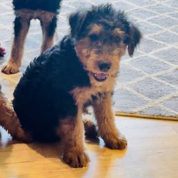 Airedale Terrier Puppies from Seaquest Airedales