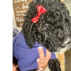 Justice - Black Irish Doodle puppy in Dfw, Texas from Fife Doods