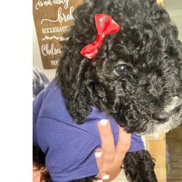 Justice - Black Irish Doodle puppy in Dfw, Texas from Fife Doods