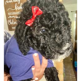 Justice - Black Irish Doodle puppy in Dfw, Texas from Fife Doods
