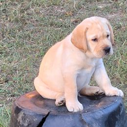 Boy 2 - male Labrador Retriever puppy in Waverly, New York from Windfall Labs