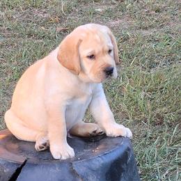 Boy 2 - male Labrador Retriever puppy in Waverly, New York from Windfall Labs