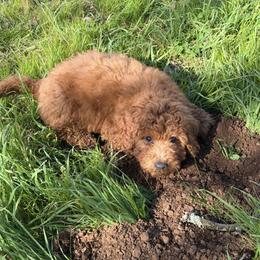 Red - Red male Labradoodle puppy in Shingle Springs, California from California Double Doodles