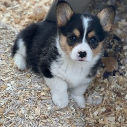 💗 - Black and tan Pembroke Welsh Corgi puppy in Willcox, Arizona from C spear Corgis