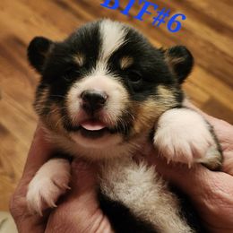 Black tri girl 6 - Black and tan female American Corgi puppy in Hampton, Tennessee from TC Farms Stock Dogs - Miniature Australian Shepherds