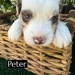Peter - Red merle male Aussiedoodle puppy in Bakersfield, California from Annie's Aussies