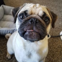 Pug Puppies from Windsor Pugs