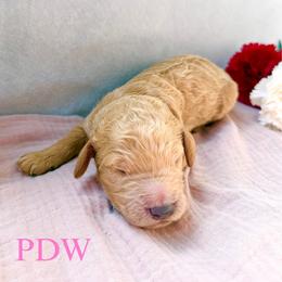 Pink Collar Female - Apricot female Goldendoodle puppy in Conway, South Carolina from Poodle Doodle World