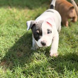 Winx - Blue tri-color female American Bully puppy in Princeton, Texas from District 12 Kennels