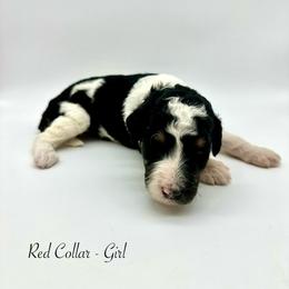 Juniper - Tri-color female Bernedoodle puppy in Thornville, Ohio from Four Front Doodles & Friends