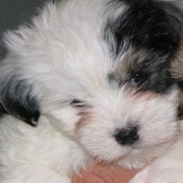 Havanese from Mia Bella Havanese