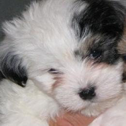 Havanese from Mia Bella Havanese