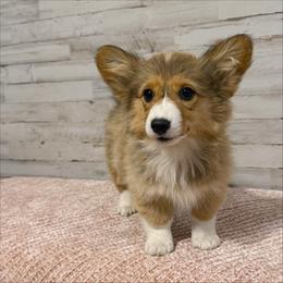 Sedona - Black and tan female Pembroke Welsh Corgi puppy in Mc Cammon, Idaho from Sunny J Corgis and Mini Americans