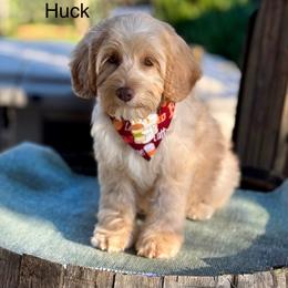 Huck - Caramel male Australian Labradoodle puppy in Anderson, California from Shaggy Doodles