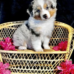 Australian Shepherd Puppies from Bright Eyes Aussies