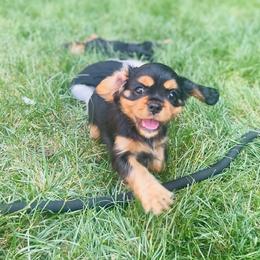 Mocha - Black and tan female Cavalier King Charles Spaniel puppy in Clemmons, North Carolina from Crown Jewel Cavaliers