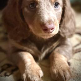 Dachshund Puppies from A&R Dachshund