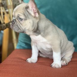French Bulldog Puppies from Zoey's Dynasty French Bulldogs