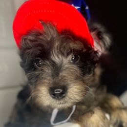 Roasted Strawberries & Blueberries - Merle Goldendoodle puppy in Charlotte, North Carolina from Ben and Jerry Doodles