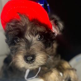 Roasted Strawberries & Blueberries - Merle Goldendoodle puppy in Charlotte, North Carolina from Ben and Jerry Doodles