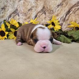 Scarlett - Red female Boston Terrier puppy in Clarksburg, West Virginia from Pawprints Boston Terriers