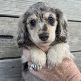 Dachshund Puppies from 4E Dachshunds
