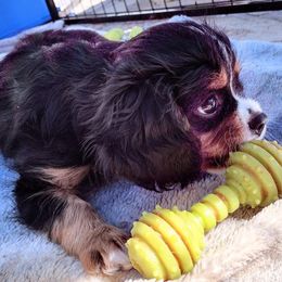 Cavalier King Charles Spaniel Puppies from Angels and Nobility Cavaliers
