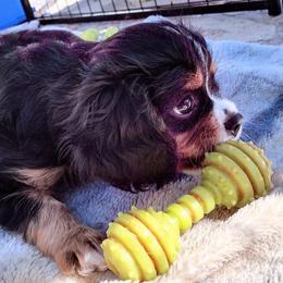 Cavalier King Charles Spaniel Puppies from Angels and Nobility Cavaliers