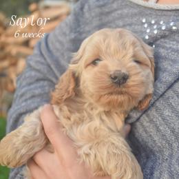 Saylor - Cream male Cockapoo puppy in Myerstown, Pennsylvania from The Cocker Cingdom