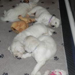 Golden Retriever Puppies from Montrose Goldens