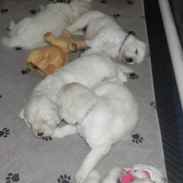 Golden Retriever Puppies from Montrose Goldens