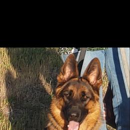German Shepherd and Golden Retriever Puppies from Abbeys Golden Retriever  and German Shepherd Puppies