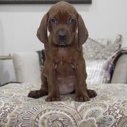 Tan Boy - Red male Redbone Coonhound puppy in Shreveport, Louisiana from BAFERD Kennels