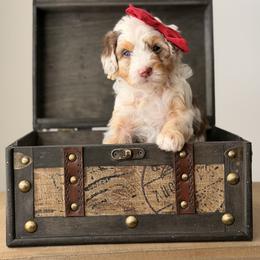 Honey - Merle female Goldendoodle puppy in Fayetteville, Georgia from Darling Doodles