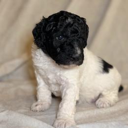 Dakota - Parti female Goldendoodle puppy in Saint Louis, Missouri from Jax Doodles