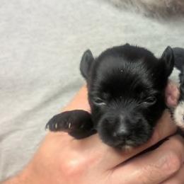 DaoDog Odile Happyend - Black female Chinese Crested puppy in Highland Park, Michigan from Family Kennel Dao Dog