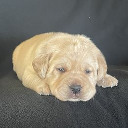 Puppy 2 - Yellow male Labrador Retriever puppy in Beavercreek, Oregon from Sweetwater Spring Labradors