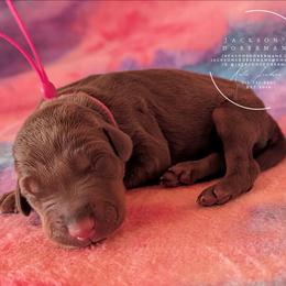 Pink Collar Female Amethyst and Sage - Red and rust female Doberman Pinscher puppy in Spencer, Indiana from Jackson's Dobermans