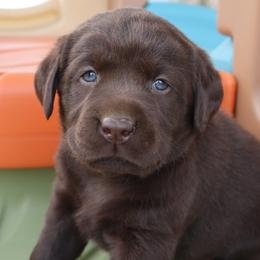 Joy - Chocolate female Labrador Retriever puppy in Camden, Indiana from Camden's Caring Canines
