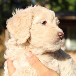 Ladybug - Cream female Goldendoodle puppy in Grants Pass, Oregon from Oregon Valley Doodles